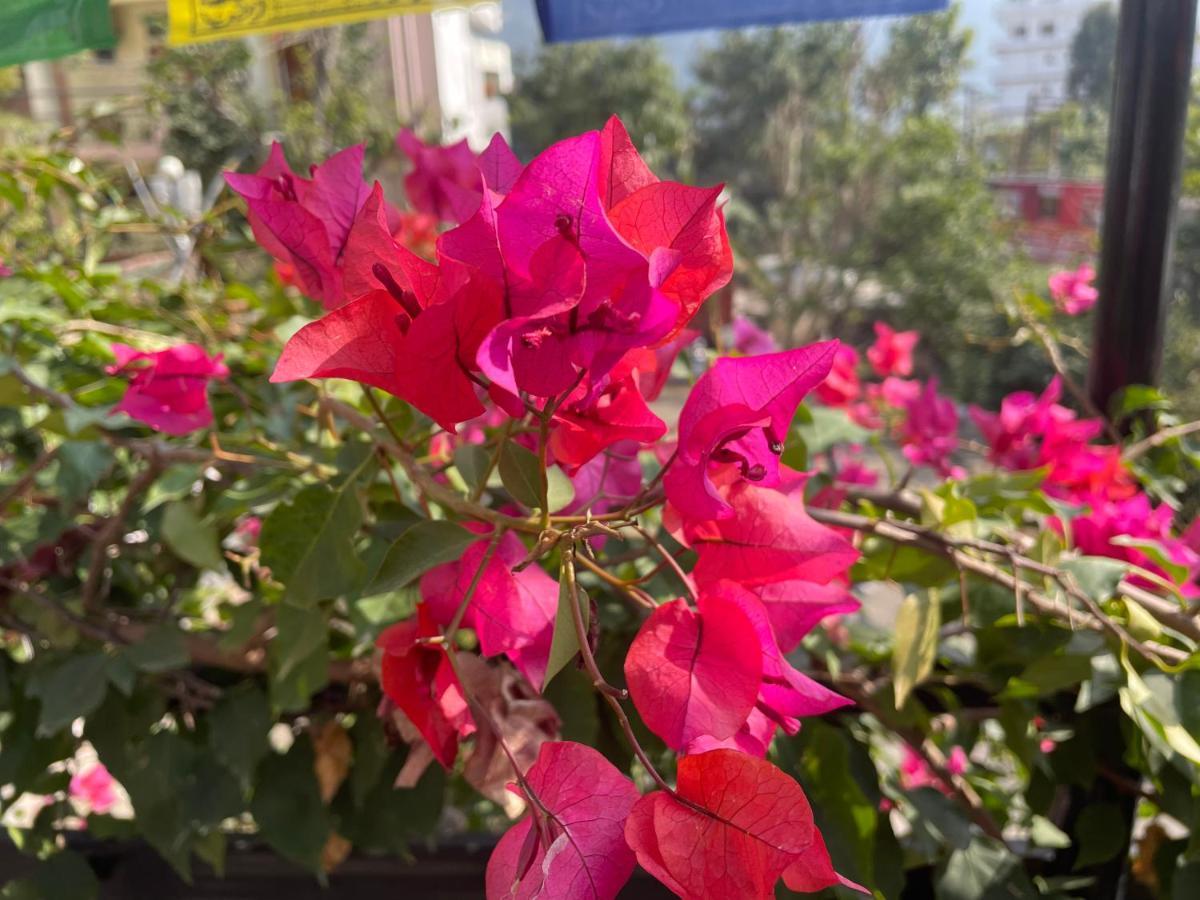 Orchid Hostel And Hotel Tapovan Exterior foto